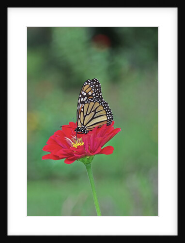 Monarch butterfly on flower by Anonymous