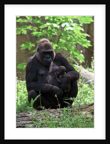 Gorilla mom and baby by Anonymous