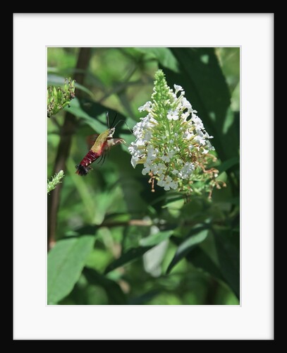 Hummingbird moth by Anonymous