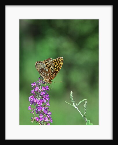 Greater fritillaries butterfly on flower by Anonymous