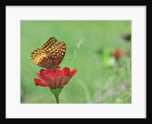 Greater fritillaries butterfly on flower by Anonymous