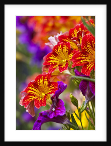 Salpiglossis Flowers in Full Bloom by Anonymous