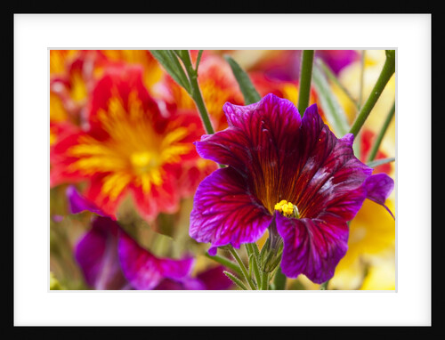 Salpiglossis Flowers in Full Bloom by Anonymous