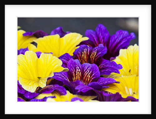 Salpiglossis Flowers in Full Bloom by Anonymous