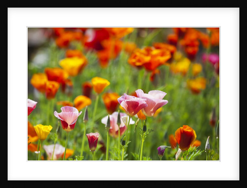 Poppies in Full Bloom by Anonymous