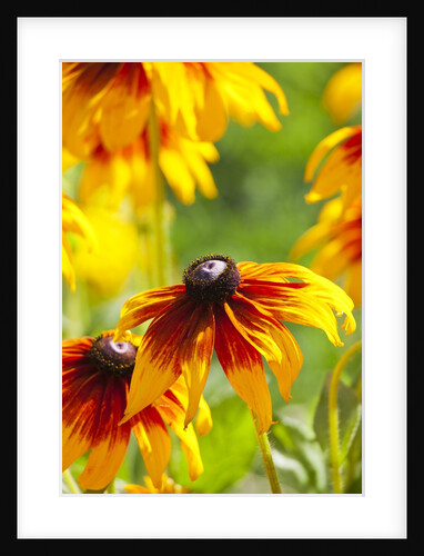 Cherokee Sunset Cone Flowers in Bloom by Anonymous