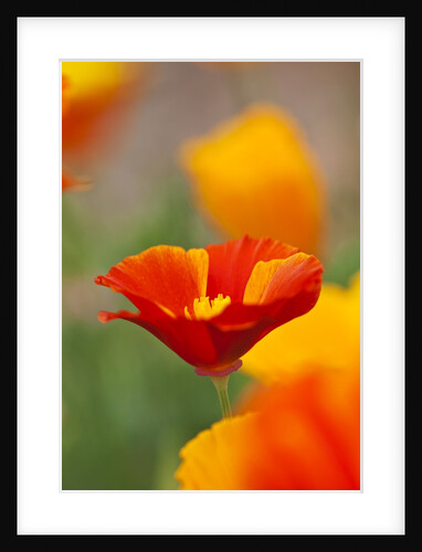 Summer Mission Bell Poppies in Full Bloom by Anonymous