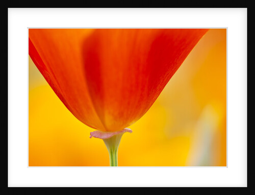 Summer Mission Bell Poppies in Full Bloom by Anonymous