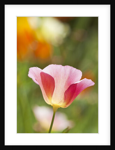 Mixed Mission Bells Poppies in Full Bloom by Anonymous