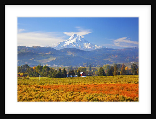 fall colors add beauty to Hood River Valley and Mt. Hood, Oregon, Pacific Northwest by Anonymous
