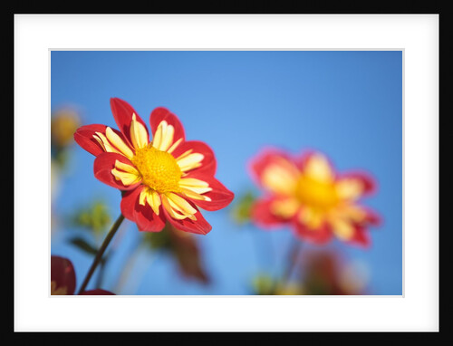 closeup Dahlia field, Canby, Oregon, Pacific Northwest. United States by Anonymous