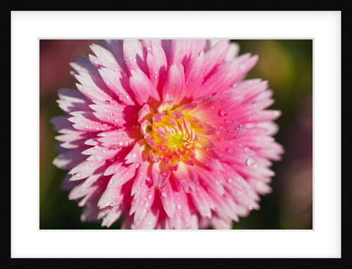 closeup Dahlia field, Canby, Oregon, Pacific Northwest. United States by Anonymous
