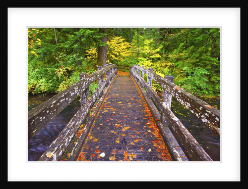 fall colors add beauty to South trail at Silver Falls State Park, Oregon, Pacific Northwest by Anonymous