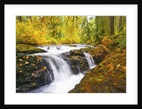 fall colors add beauty to Silver Falls River, Silver Falls State Park, Oregon, Pacific Northwest by Anonymous