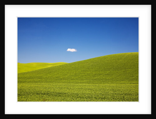 Rolling Hills of Wheat With Lone Cloud by Anonymous