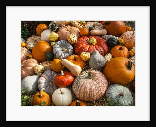 Pumpkin display for fall festival by Anonymous