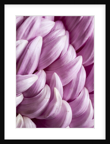 Giant Chrysanthemums by Anonymous