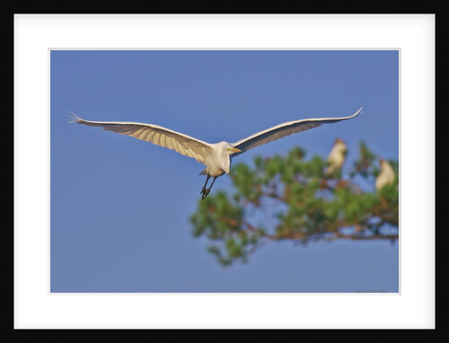 Great Egret in flight by Anonymous