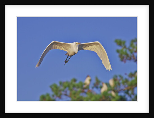 Great Egret in flight by Anonymous