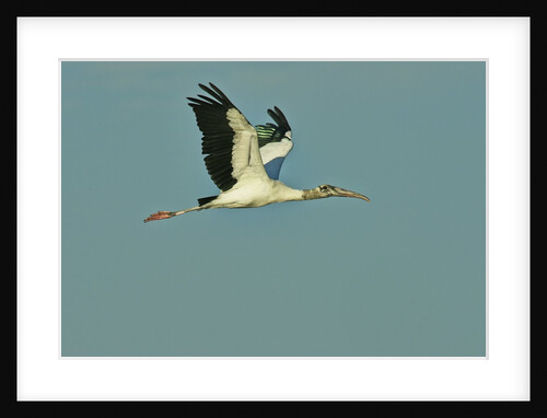 Wood stork flying against blue sky by Anonymous