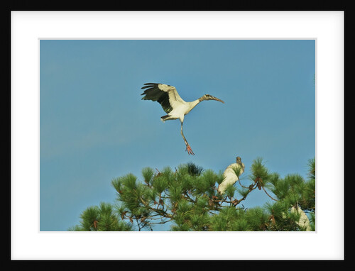 Wood stork landing on tree branch by Anonymous