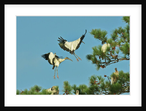 Group of wood storks by Anonymous