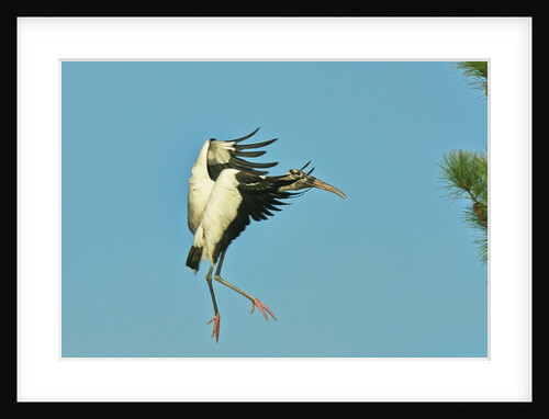 Wood stork before landing on tree branch by Anonymous