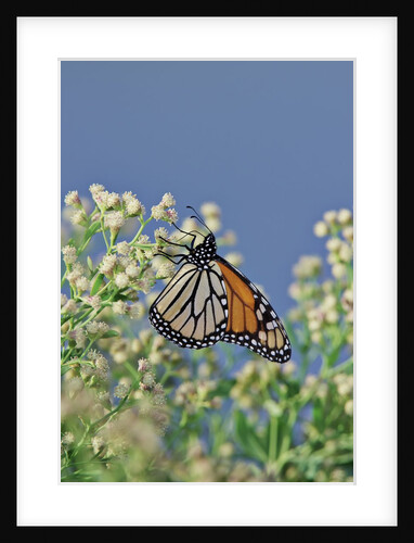 Monarch Butterfly resting on flower buds by Anonymous