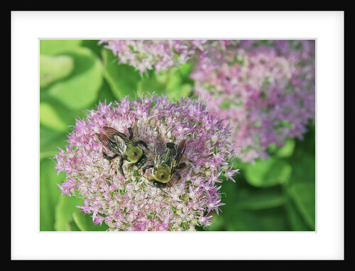 Bumble Bee resting on flower buds by Anonymous