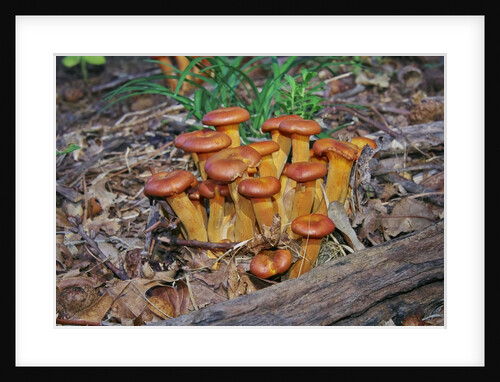 Jack-o-lantern Mushroom growing on dead tree trunk by Anonymous