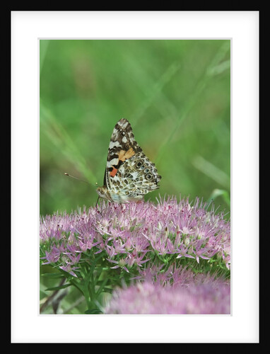 Painted Lady Butterfly resting on flower bud by Anonymous