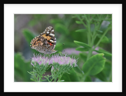 Painted Lady Butterfly resting on flower bud by Anonymous