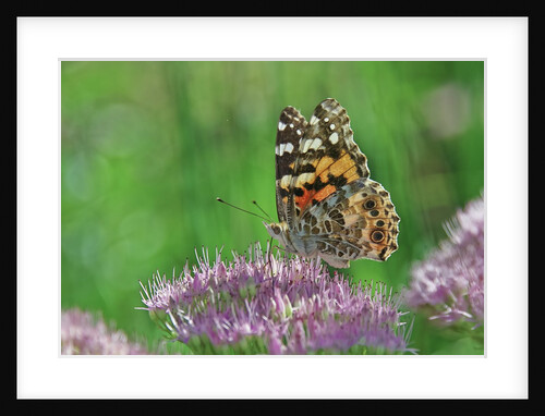 Ladies and Red Admirals Butterfly resting on flower bud by Anonymous