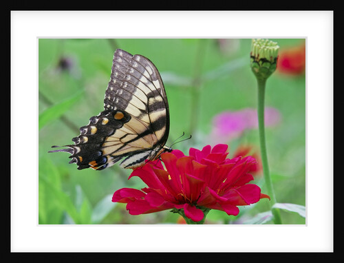Swallowtail Butterfly resting on flower bud by Anonymous