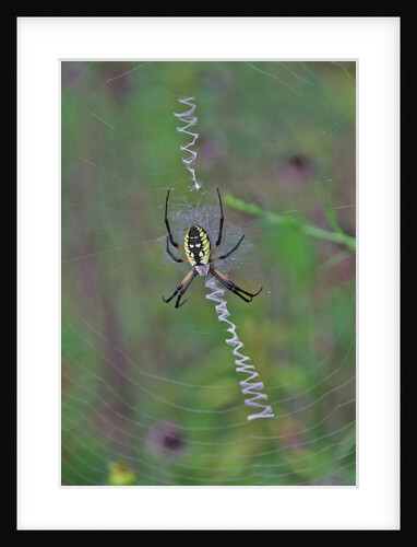 Spider weaving web by Anonymous
