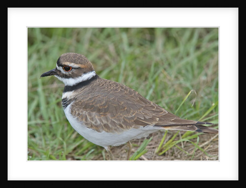 Killdeer among grass by Anonymous
