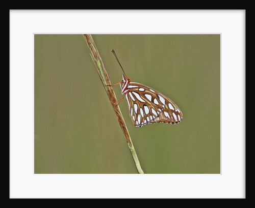 Gulf Fritillary Butterfly resting on grass stem by Anonymous