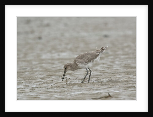 Willet on sandy field by Anonymous