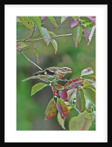 Rose-breasted Grosbeak perched on tree branch by Anonymous
