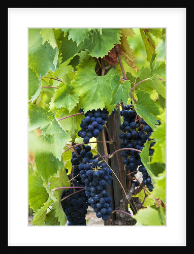 Harvesttime Grape Vineyards by Anonymous
