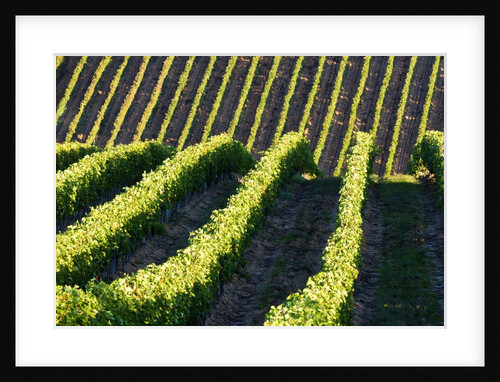 Rows of Harvest Grapes Rolling over The Hillside by Anonymous