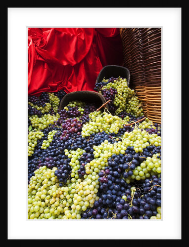 Fresh Grapes at Harvest Festival by Anonymous