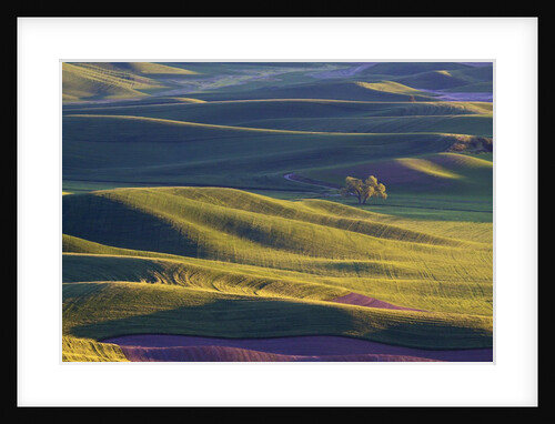 Lone Tree In Rolling Hills of Wheat by Anonymous