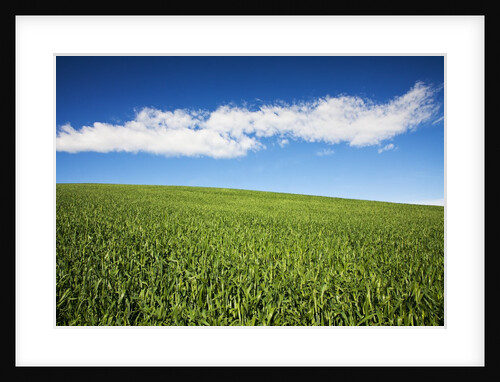 Rolling Hills of Wheat by Anonymous