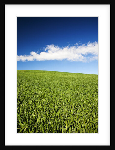 Rolling Hills of Wheat by Anonymous