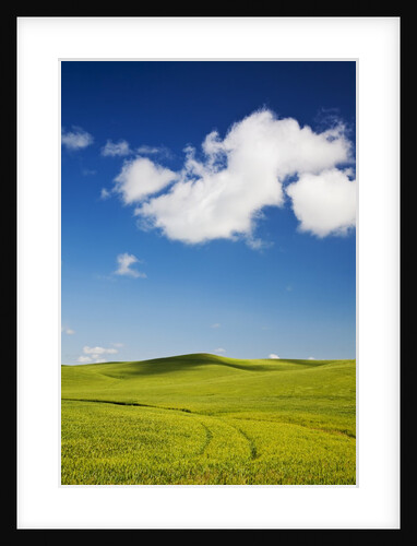 Rolling Hills of Wheat by Anonymous
