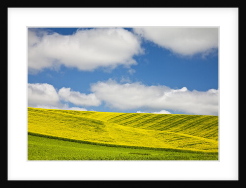 Rolling Hills of Canola and Pea Fields With Fresh Spring Color by Anonymous