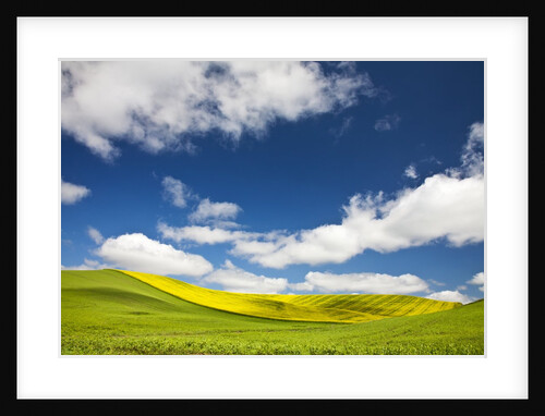 Rolling Hills of Canola and Pea Fields With Fresh Spring Color by Anonymous