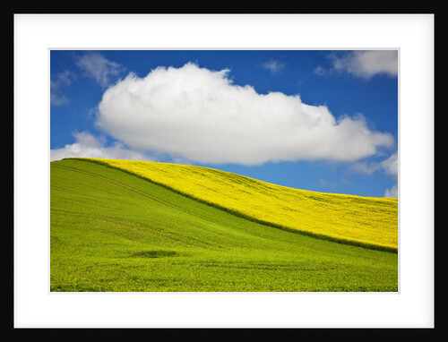 Rolling Hills of Canola and Pea Fields With Fresh Spring Color by Anonymous