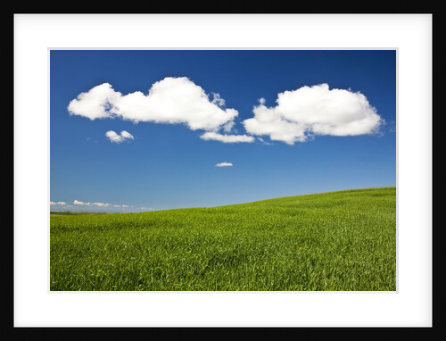 Rolling Hills of Wheat by Anonymous